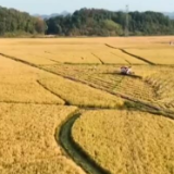 金色波浪汇成丰收美景 秋高气爽田间收获忙