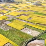 大地铺“黄金毯” 云南富源水稻迎丰收