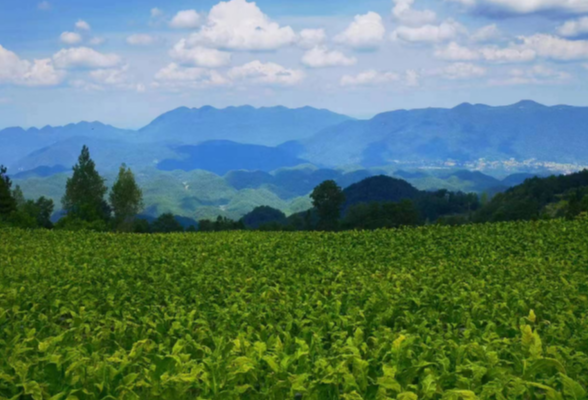 张家界桑植县：科技创新种植烟叶 助力乡村全面振兴