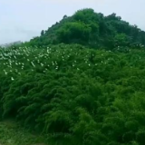 焦点访谈：保护生物多样性 中国在行动