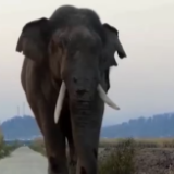 大美边疆行·云南丨听动物们唱一曲《我是云南的》