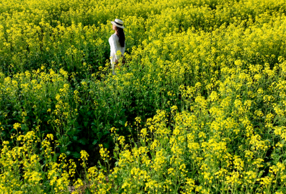 春天的故事丨嘿，来望城茶亭镇与油菜花约个会