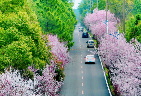 春天的故事丨望城：青山粉花入画来 行车深处有花开