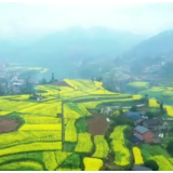 超大规模！219万亩油菜花怒放 漫山金黄如彩画