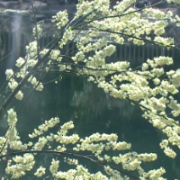 蓝山：野花开 姹紫嫣红报春来 