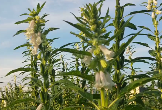 新二十四番花信风（22）：芝麻花开节节高