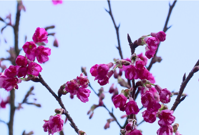 新二十四番花信风（24）：山深野樱花压枝