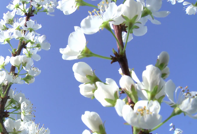 新二十四番花信风（23）：李花怒放一树白