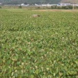 连天碧色丰收时 芋头成熟喜增收