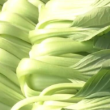 供应总量充足 10月份全国蔬菜价格季节性下降