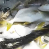 金鲳鱼迎来丰收季 “海上牧场”捕捞忙