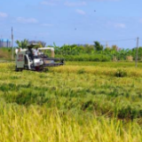 视觉 | 秋日稻田 “丰”景如画