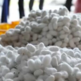 贵州凤冈最后一批秋蚕开秤收购 产量质量稳中有升