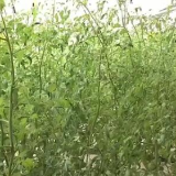 新技术新装备助力 全国冬春设施蔬菜供应能力提升