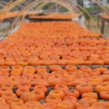 深秋时节晒柿忙 成为果农们增收“金果子”