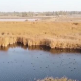 生态环境改善 新疆且末沙漠腹地群鸟栖息