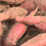 河南清丰3万亩红薯迎丰收 错峰上市效益高