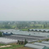 40万亩蔬菜新鲜上市 产业发展带动农户增收