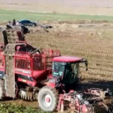 新疆沙湾甜菜喜迎丰收 订单式种植不愁销路