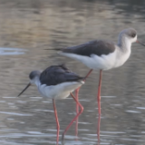“鸟中大熊猫”频现广西北海 栖息地生态环境持续向好