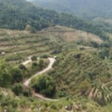 江西会昌9万亩油茶丰收 农户采摘忙