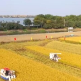 江苏淮安13万亩优质水稻喜迎丰收 好水好土产好米