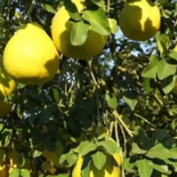 广西罗城金玉柚丰收 专业技术带动果农增收致富