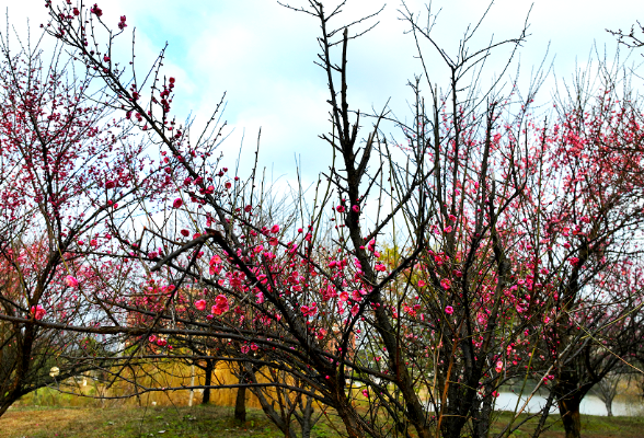 视频丨梅花盛开 感受春天的脚步