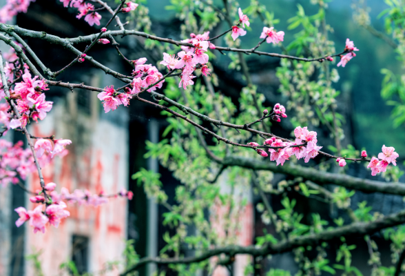 又是一年春丨炎陵：桃花开满村 春色关不住