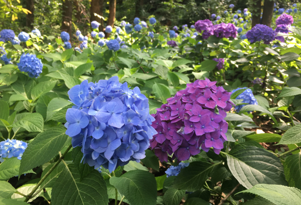 组图丨这里的绣球花一天比一天美