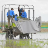 吉林省实施生态修复 盐碱地变成“米粮川”