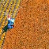 黑龙江省粮食总产连续十二年位居全国第一