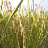 在希望的田野上 | 福建漳州：抢抓农时夏收忙 遍地金黄粮满仓