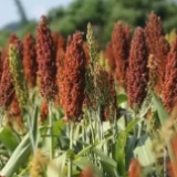 在希望的田野上 | 重庆潼南六千亩高粱迎丰收 机械化种植增收明显
