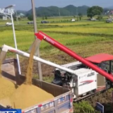 在希望的田野上 | 江西各地优化收粮服务 已累计收购夏粮26.2亿斤