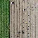 在希望的田野上 | 高效节水灌溉 福建平潭甘薯迎来好收成