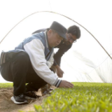 通讯:种出红火的好日子——记春节期间坚守中巴经济走廊农业合作项目一线的中国农技人员