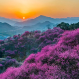 浙江宁波:梅花盛开醉游人