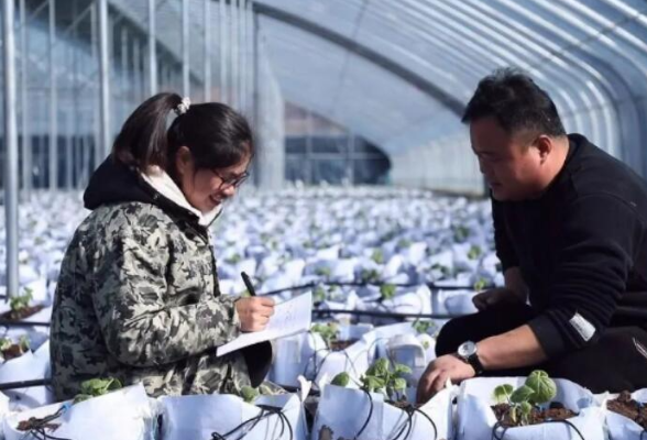 嘉禾：抢抓季节忙育苗 蔬菜市场“钱”景好