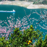 湖北秭归：花美果丰乡村美