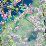 瞰中国｜福建：繁花似锦满园春色