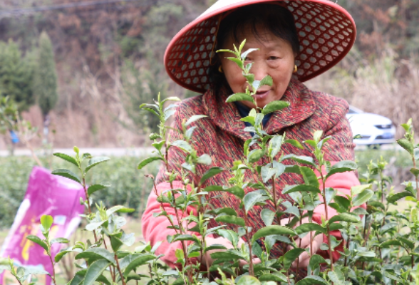 春到农家丨茶陵：早春茶“第一芽”采摘忙