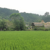 海南毛纳村：以茶融旅 踏出乡村振兴新路子