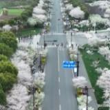 浙江平湖：樱花盛开 吸引大量游客赏花游玩