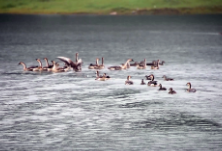 “乘风破浪的雁鸭们” 鼎城野外放生1000只保护动物