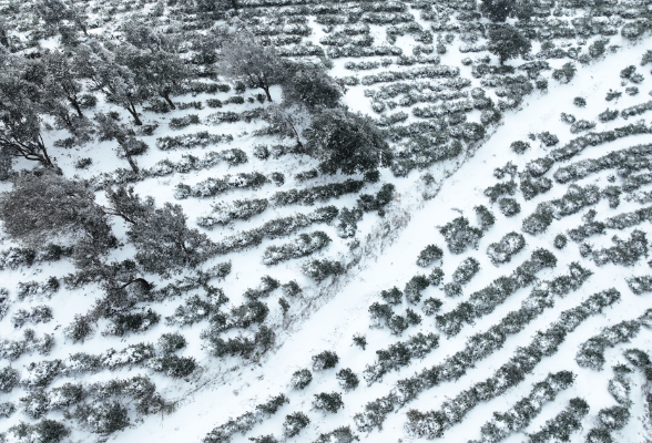 宁乡沩山：茶园覆雪，云梯玉阶