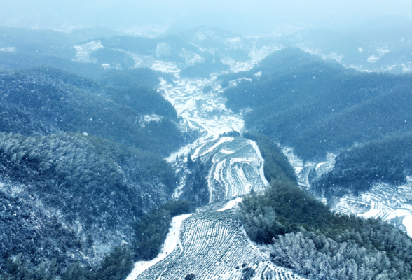 横屏赏雪丨沩山苍茫 来宁乡茶园看雪世界