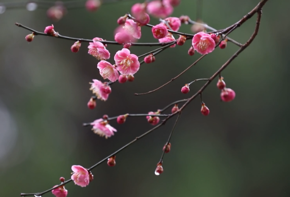 今日立春：梅花盛放 春意盎然