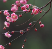 今日立春：梅花盛放 春意盎然