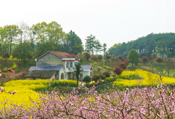 春到农家 桃花朵朵开